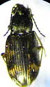 Bembidion graphicum - photo 2