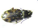 Bembidion graphicum - photo 3