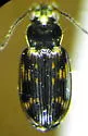 Bembidion graphicum - photo 4