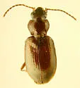 Bembidion grapii