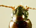 Bembidion grapii - photo 2