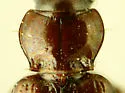 Bembidion grapii - photo 3