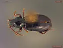Bembidion grapii - photo 4