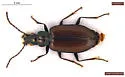 Bembidion gratiosum - Bembidion gratiosum