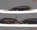 Bembidion gratiosum - photo 2
