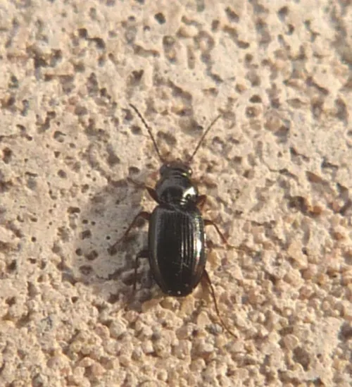 Bembidion guttula - photo 2