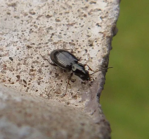 Bembidion guttula - photo 3