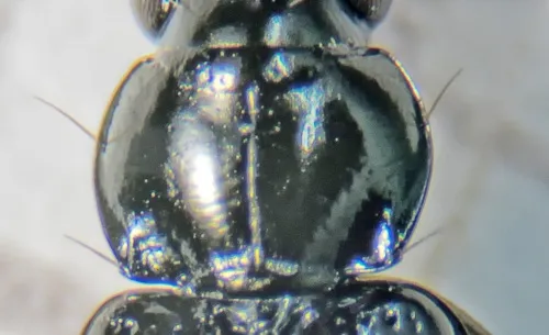 Bembidion guttula - photo 4