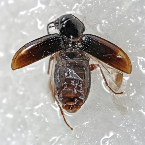 Bembidion guttula - photo 5