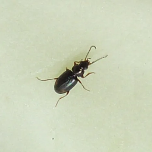 Bembidion guttula - photo 6