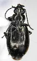 Bembidion haruspex