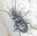 Bembidion haruspex - photo 2