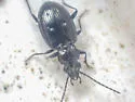 Bembidion haruspex - photo 3