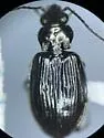 Bembidion haruspex - photo 4