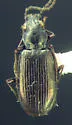 Bembidion hastii - photo 3