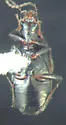 Bembidion hastii - photo 4