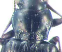 Bembidion hastii - photo 5