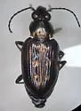 Bembidion hesperium - Bembidion hesperium