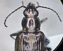 Bembidion hesperium - photo 2