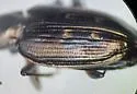 Bembidion hesperium - photo 3