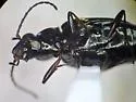 Bembidion hesperium - photo 4