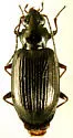 Bembidion honestum - Bembidion honestum