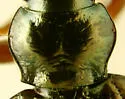 Bembidion honestum - photo 2