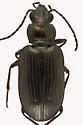 Bembidion honestum - photo 3