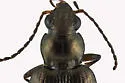Bembidion honestum - photo 4