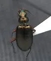 Bembidion honestum - photo 5