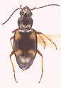 Bembidion horni
