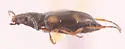 Bembidion horni - photo 2