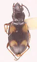 Bembidion horni - photo 3
