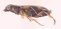 Bembidion horni - photo 4
