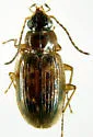 Bembidion immaturum