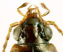 Bembidion immaturum - photo 2