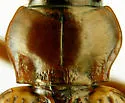 Bembidion immaturum - photo 3