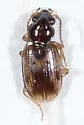 Bembidion impotens - Bembidion impotens