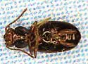 Bembidion impotens - photo 2