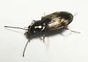 Bembidion impotens - photo 3