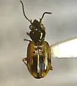 Bembidion impotens - photo 4