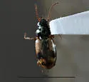 Bembidion impotens - photo 5
