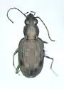 Bembidion inaequale - Bembidion inaequale