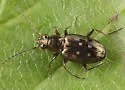 Bembidion inaequale - photo 2