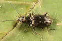 Bembidion inaequale - photo 3