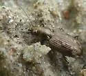 Bembidion inaequale - photo 4