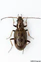 Bembidion inaequale - photo 5