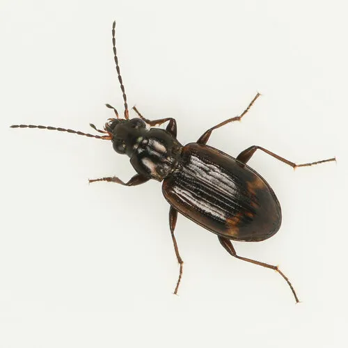 Bembidion incrematum - Bembidion incrematum