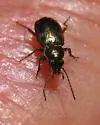 Bembidion indistinctum