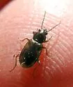 Bembidion indistinctum - photo 2
